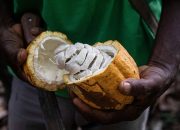 Cocoa Drive Threatens Liberia’s Forests, Activists Push Europe to Act