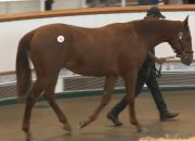 Dubai’s Sheikh and Kia Joorabchian Battle for Sea The Stars’ Son