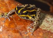 Pensioner Hospitalized After Swallowing Eight Live Frogs for Back Pain Relief