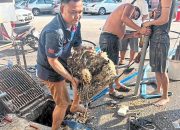 Frustrating Pools Hound Damansara Perdana Residents