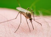 Holidaymakers Face Deadly Disease Risk in Spanish Hotspot