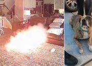 Dog Triggers House Fire with Lithium Battery Game