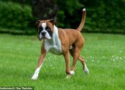 Vets: Boxers Top List for Tail Injuries in Singapore