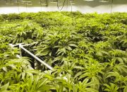 Cannabis Drug Eases Cancer Pain With ‘Munchies’ Effect