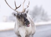 Britain’s Chillingly Cute Arctic Animal Moments