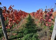 Hungarian Wine Industry Faces Existential Disease Threat