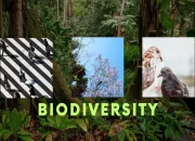 Biodiversity Funding Gap: Nations Lagging Globally